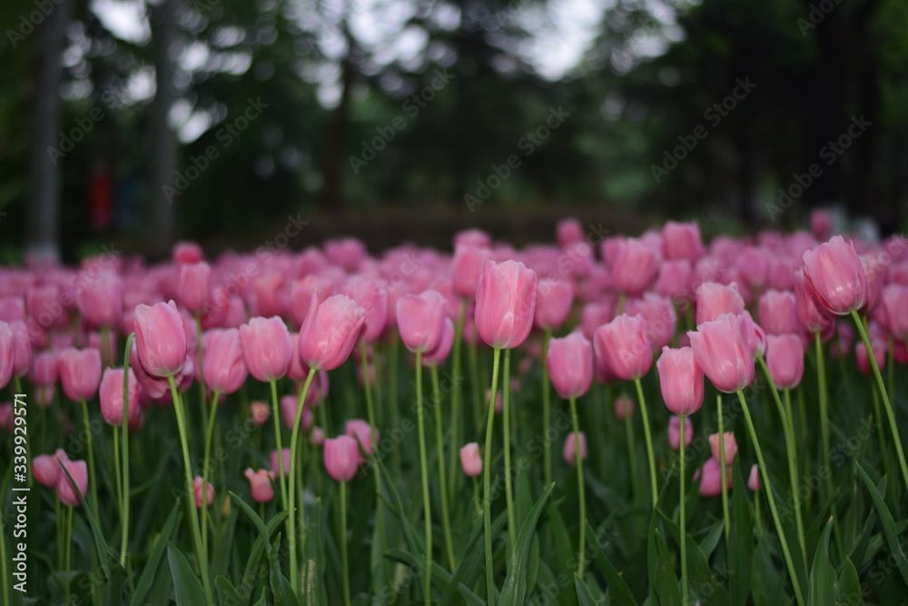 pink tulips in spring pink tulips in spring