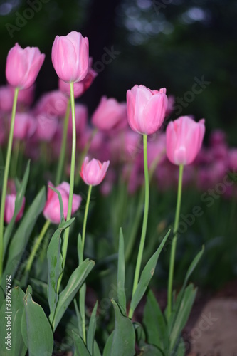 pink tulips in spring
