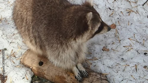 Spring. Snow. Raccoon is looking for a hidden treat and washes it in the snow.