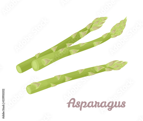 Asparagus isolated on a white background. Vector illustration of fresh green vegetable in cartoon flat style.