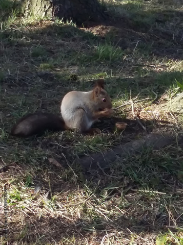 photo squirrels gnawing a nut in a park photo