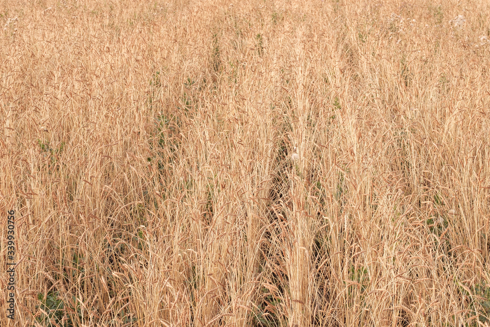 Fototapeta premium the growth of wheat in a farmer's field, the harvest time