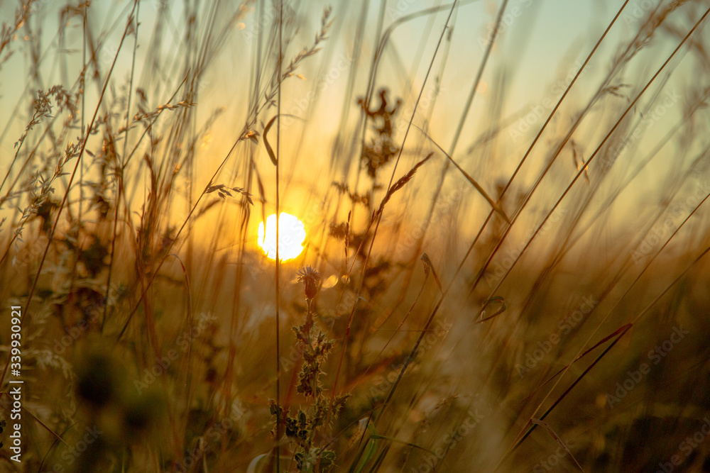 Obraz premium Wild oats and wheat at harvest, beautifully illuminated at sunset.