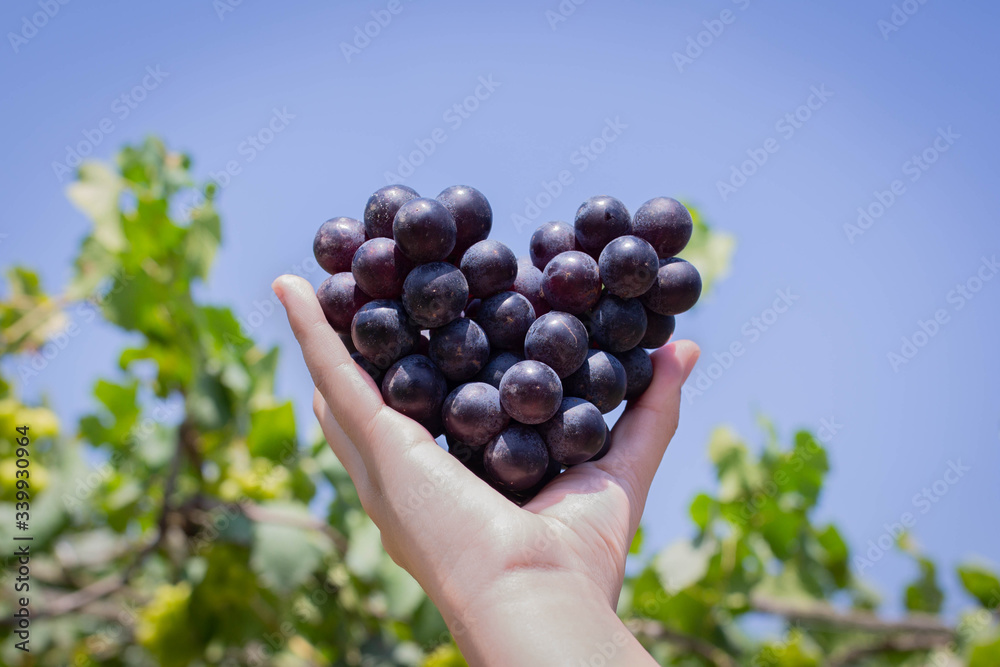 Bunch of grapes on a vine yard in the sunshine. The winegrowers grapes on a vine.