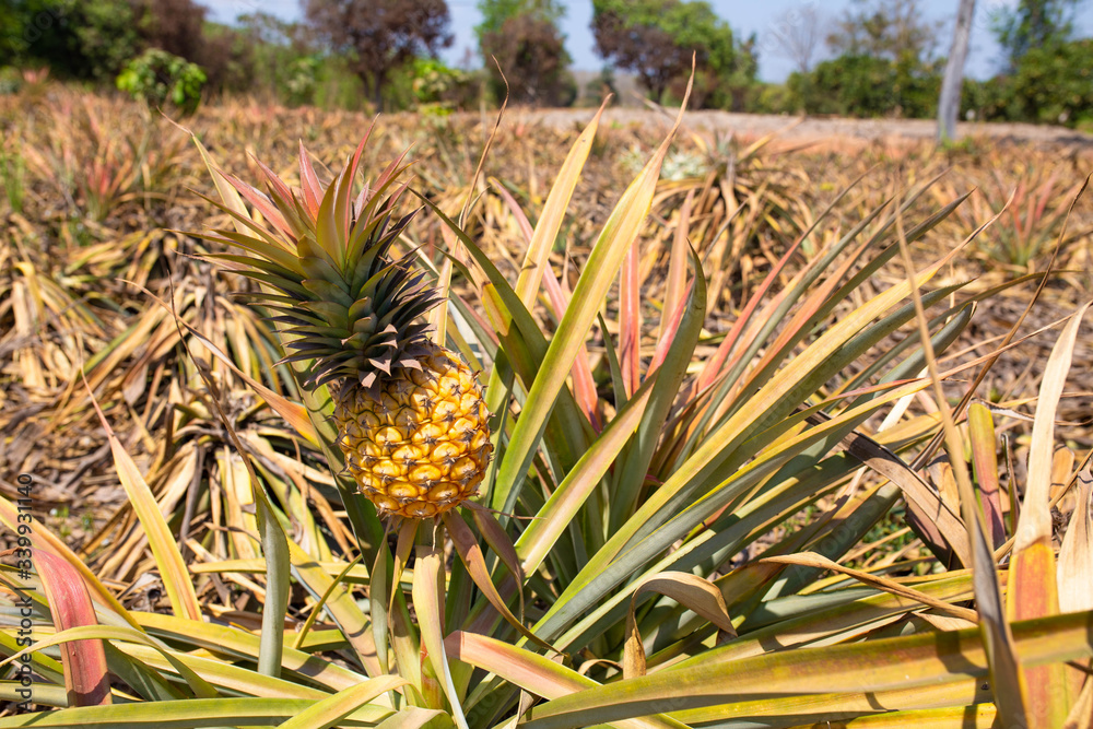 Fototapeta premium Pineapple tropical fruit growing in garden.