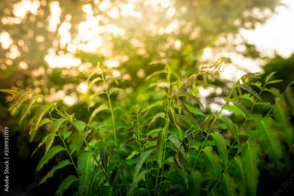 New top leaf of neem plant. Azadirachta indica - A branch of neem tree leaves. Natural Medicine.
New top leaf of neem plant. Azadirachta indica - A branch of neem tree leaves. Natural Medicine.