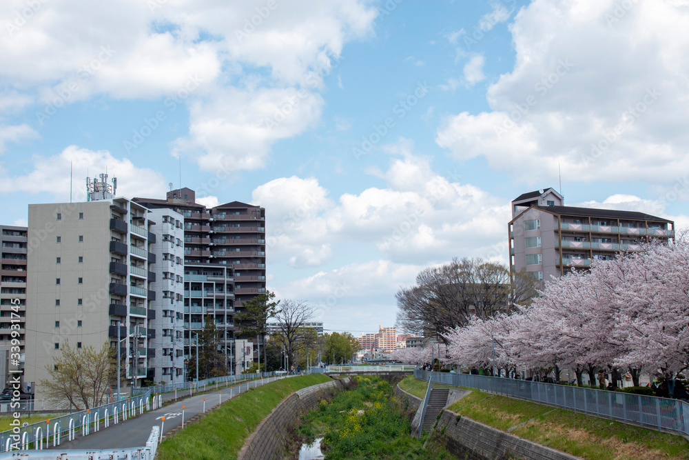 川沿いの遊歩道の桜並木