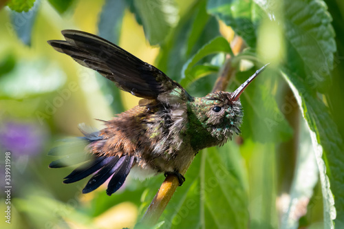 A juvenile Copper-rumped hummigbird bathing in a Vervain patch with ptaches of sunlight. photo