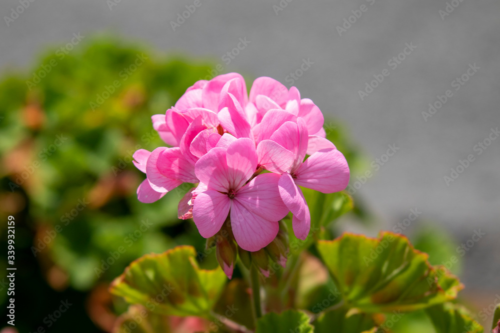 ピンク色のゼラニウム