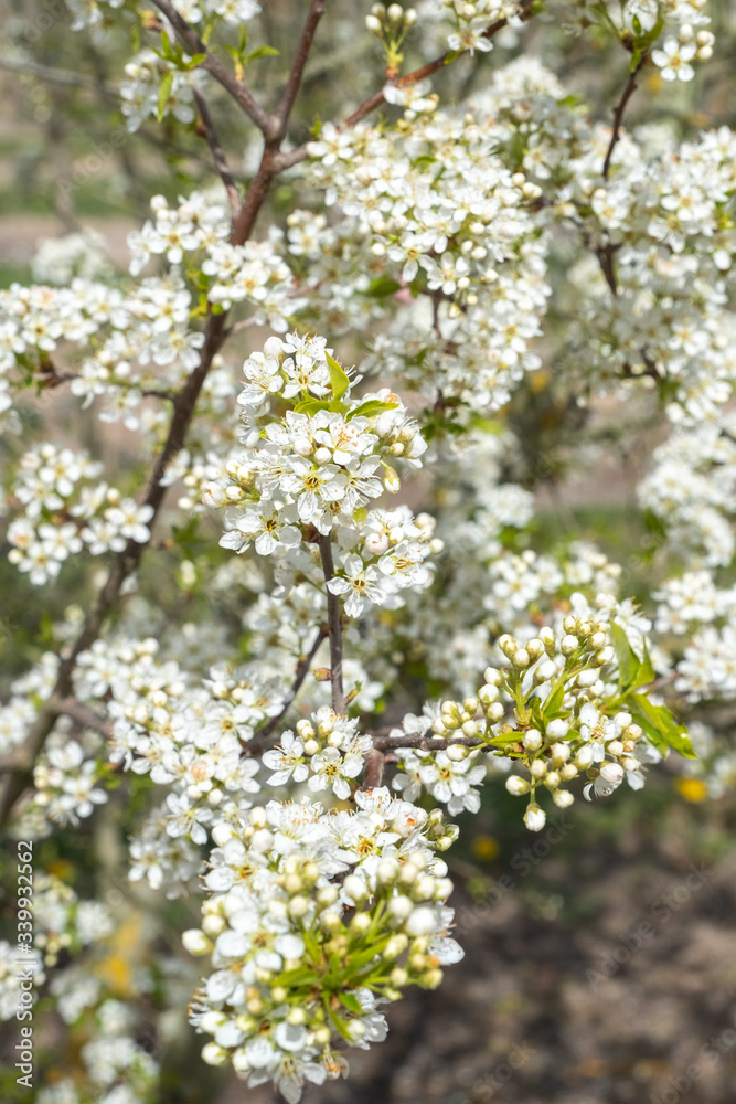 Prunus mahaleb Steinweichsel in Blüte