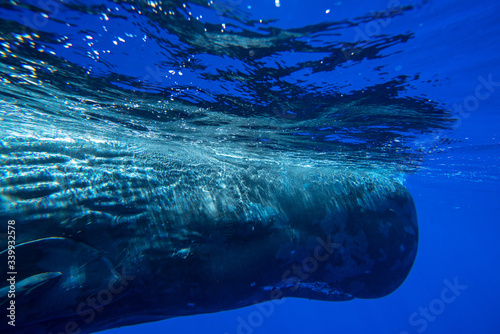 Fototapeta Naklejka Na Ścianę i Meble -  Underwater shot of a sperm whale in the clear water of the ocean. Mauritius