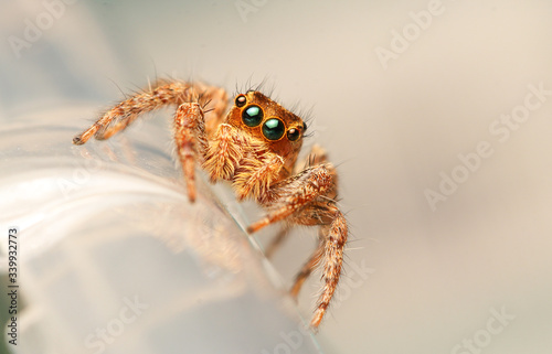 spider on the ground