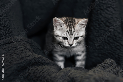 cute domestic striped Scottish straight kitten sitting on a grey background