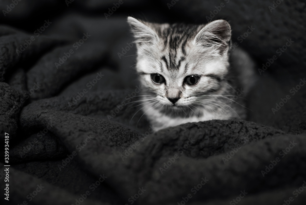 cute striped Scottish straight kitten lies on a background
