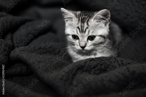 cute striped Scottish straight kitten lies on a background © alexkoral