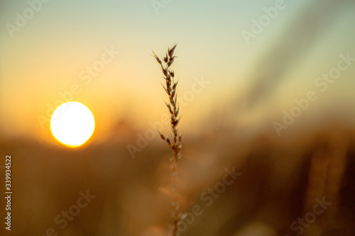 Wild oats and wheat at harvest   beautifully illuminated at sunset.