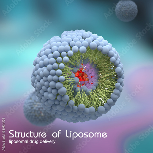 Fototapeta Naklejka Na Ścianę i Meble -  Structure of liposome, digital illustration