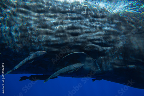 Underwater shot of a sperm whale in the clear water of the ocean. Mauritius