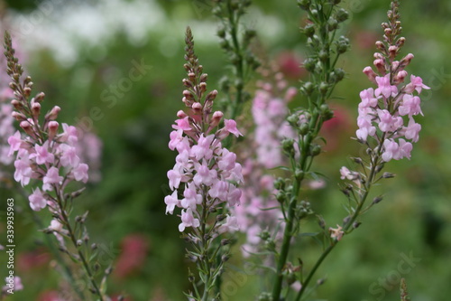 Pink flowers (Canon went)