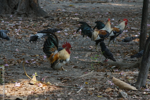 galline nel prato photo