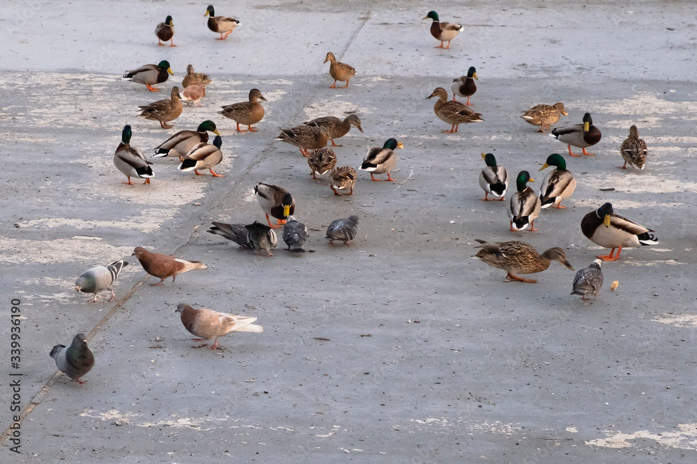 Mallard ducks on river's embankment with pigeons waiting for feeding in a spring time. Mallard ducks on river's embankment with pigeons waiting for feeding in a spring time.