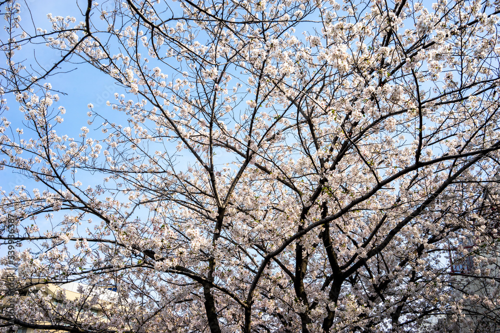 sakura cherry blossom tree japan sakura cherry blossom tree japan
