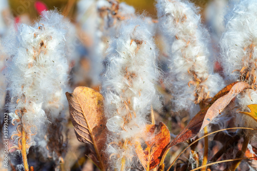 Salix arctica - arctic willow - tiny creeping willow family Salicaceae, low pubescent shrub, with silky and silvery hairs. Close-up view of plant, growing extremely slowly in tundra, autumn season. photo