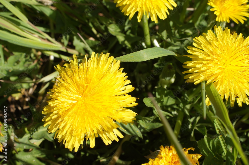 dandelion dandelion