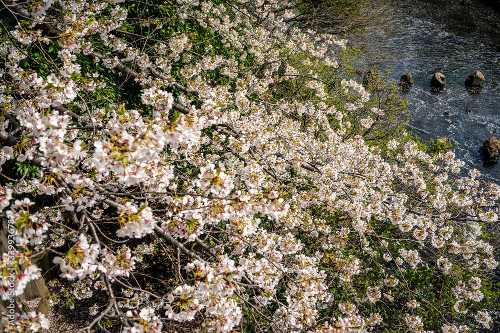 Obraz premium Delicate pink sakura blossoms sway gently in the spring breeze. A serene moment beneath blooming cherry trees, capturing the timeless elegance of Japanese nature and culture