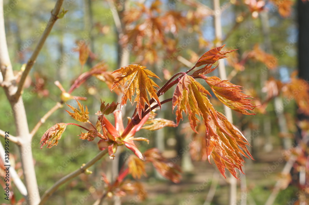 A red maple tree is blooming A red maple tree is blooming