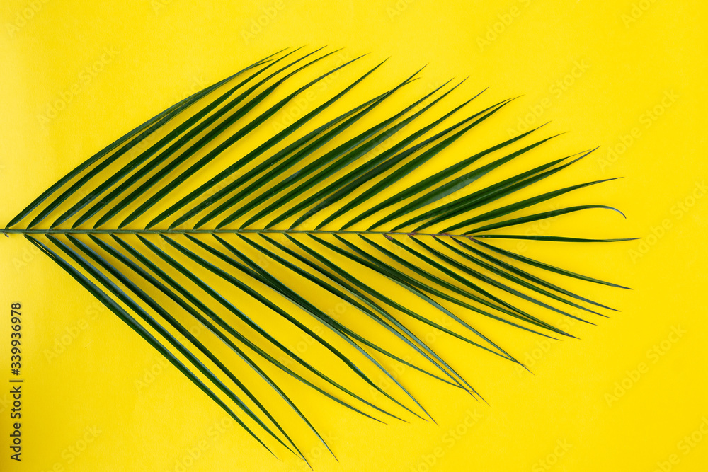 Fototapeta premium Tropical leaves on pastel color background.Jungle leaf close up.Botanical nature concepts.Floral elements design,