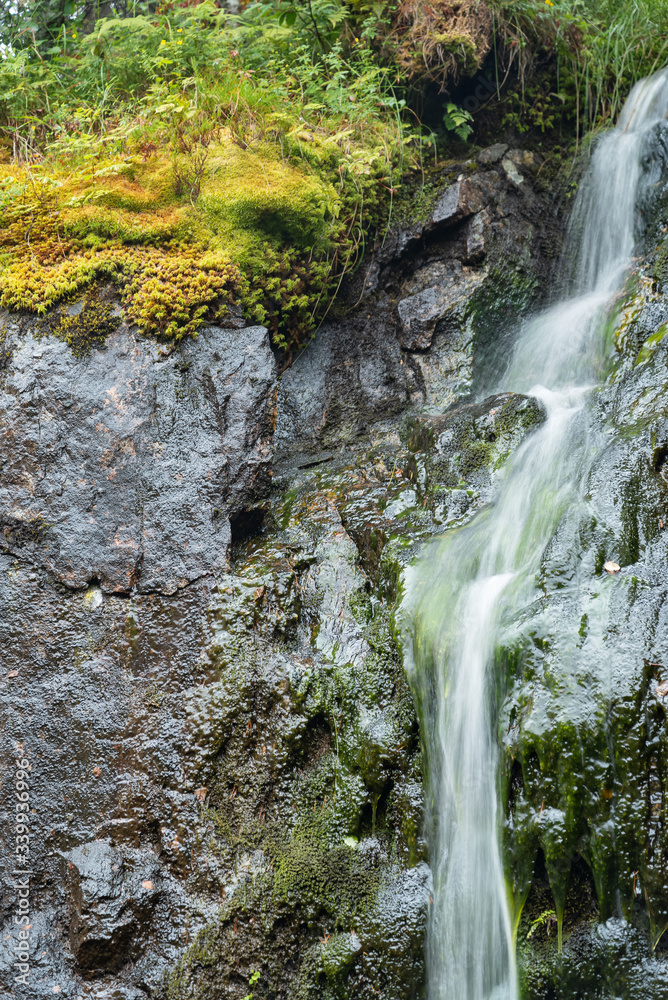a forest stream cascades down from rocks among grass and fern leaves a forest stream cascades down from rocks among grass and fern leaves