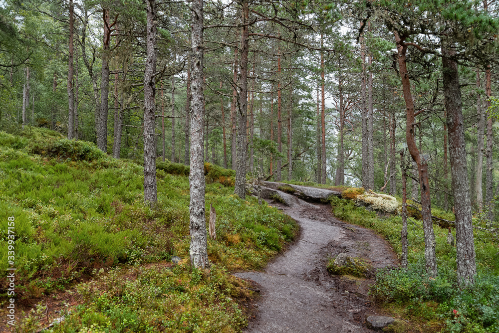 Path through the pine forest