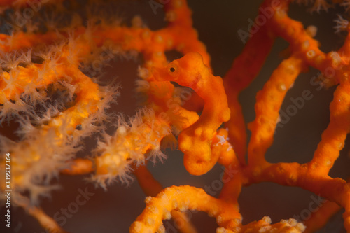 A well-camouflaged pygmy seahorse, Hippocampus denise, clings to its host gorgonian in the Philippines. This area is within the Coral Triangle and harbors extraordinary marine biodiversity.