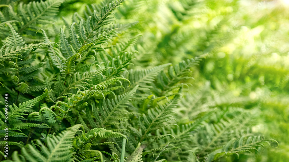Fresh green fern leaves natural background