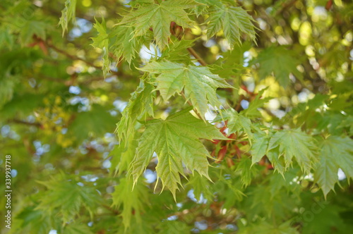 macro leafs from a mapel  tree