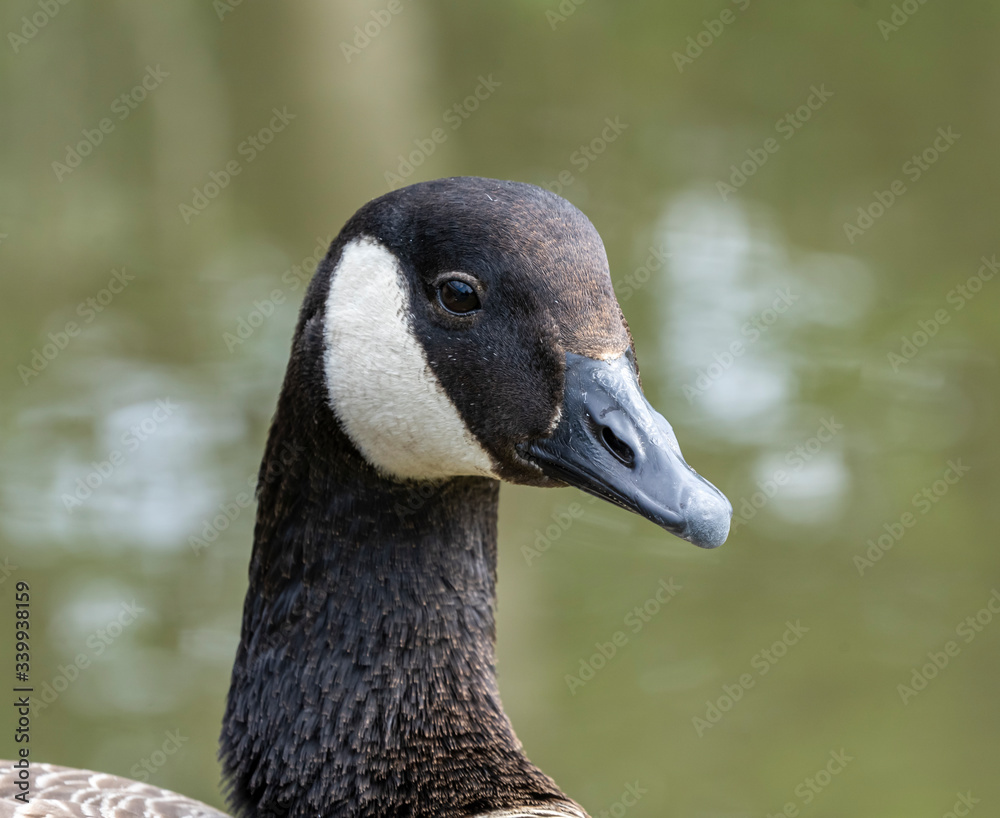 Portrait of a Canadian goose on the water Portrait of a Canadian goose on the water
