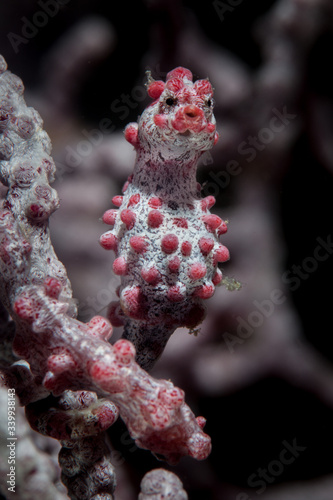 A well-camouflaged pygmy seahorse, Hippocampus bargabanti, clings to its host gorgonian in the Philippines. This area is within the Coral Triangle and harbors extraordinary marine biodiversity.