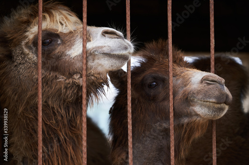 Photos Bactrian camel family. Camel and camel colt on farm, outdoors.