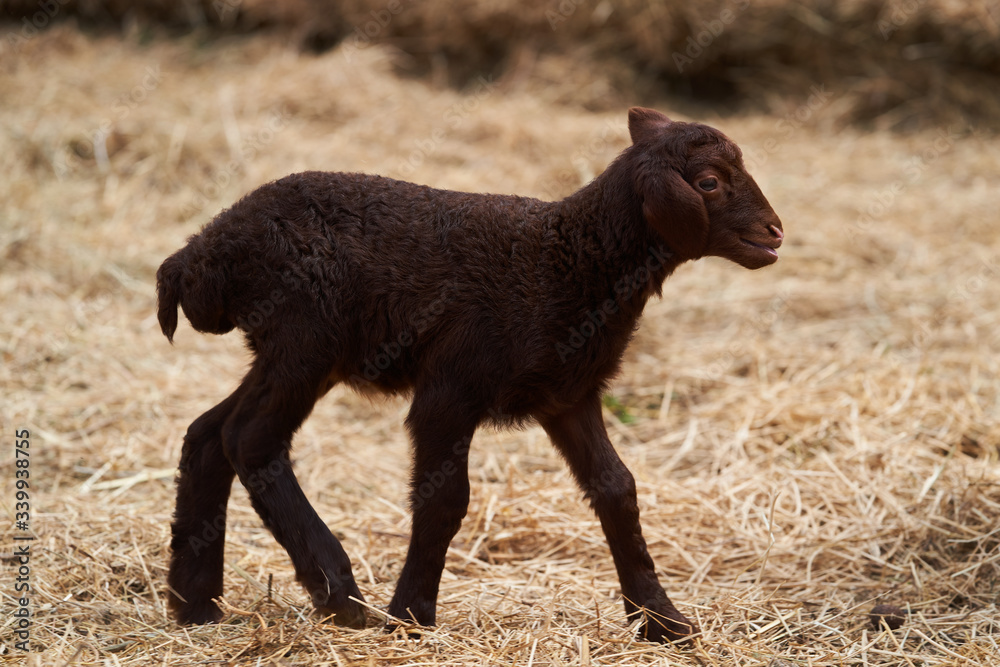 Cute little lamb playing outdoors. Newborn baby lamb animal Cute little lamb playing outdoors. Newborn baby lamb animal