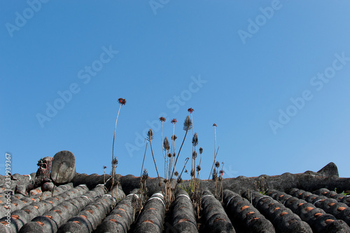 沖縄の古民家の屋根に生えた多肉植物のキンチョウ Stock Photo Adobe Stock