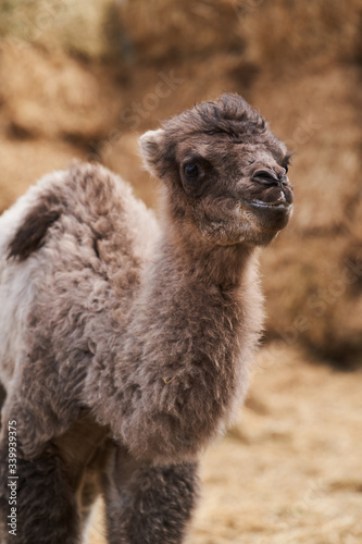 Bactrian camel family. Camel and camel colt on farm, outdoors.