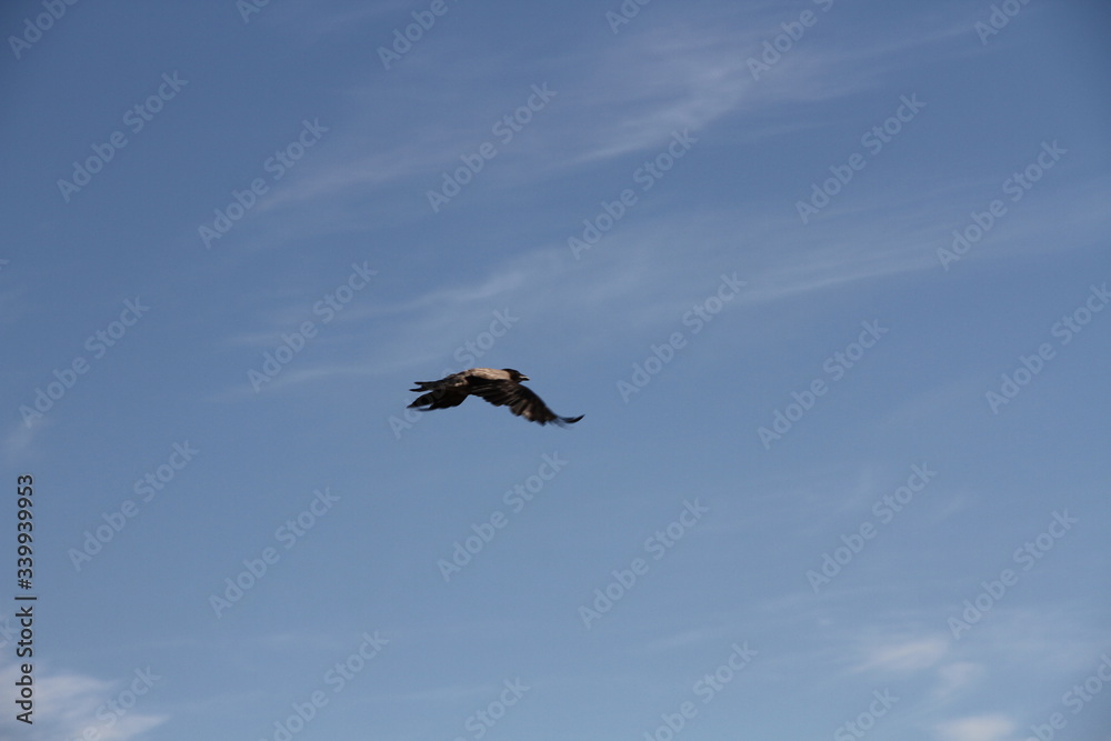 Obraz premium bird birds cormorants tromso tromsø water travel tourism sea coast nature port blue landscape sky harbor architecture europe boatship mountain summer bay view city beautifull and mark mediterranean v