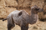 Bactrian camel family. Camel and camel colt on farm, outdoors.