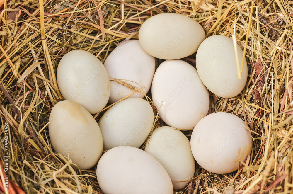 Freshly nested chicken eggs in the nest