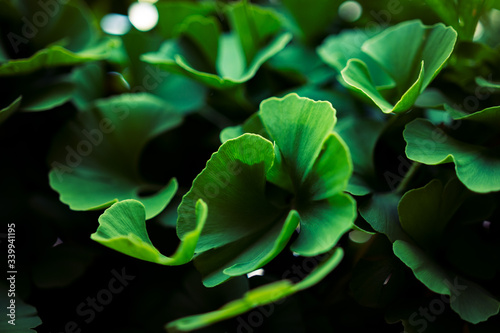 Close up of fresh dark green ginkgo biloba leaves (Yin Xing). Natural foliage background. Ying yang symbol © Sappheiros