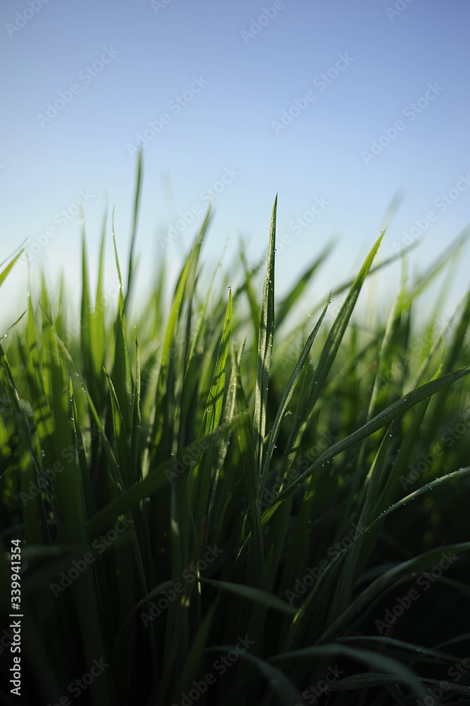 Fototapeta premium background nature green paddy field