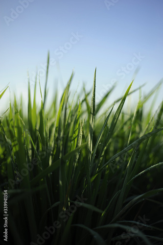 background nature green paddy field