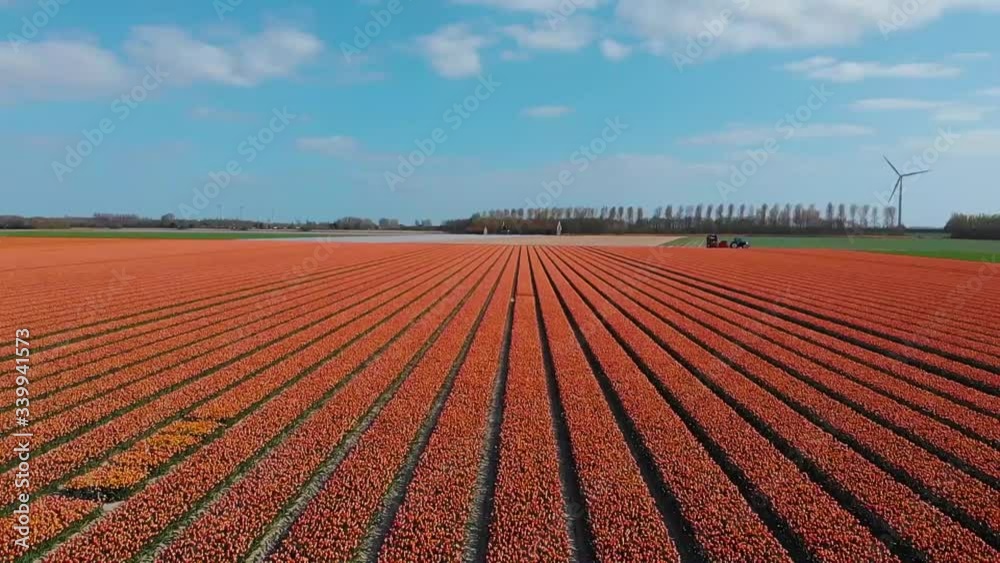 Beautiful vibrant red tulip field being sprinkled with water, growing tulips on a large scale in the Netherlands, Goeree-Overflakkee