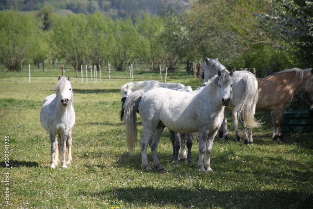 Grey playful thug horse ponies team